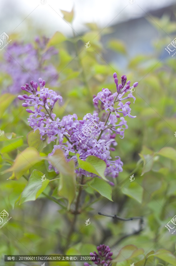 花草