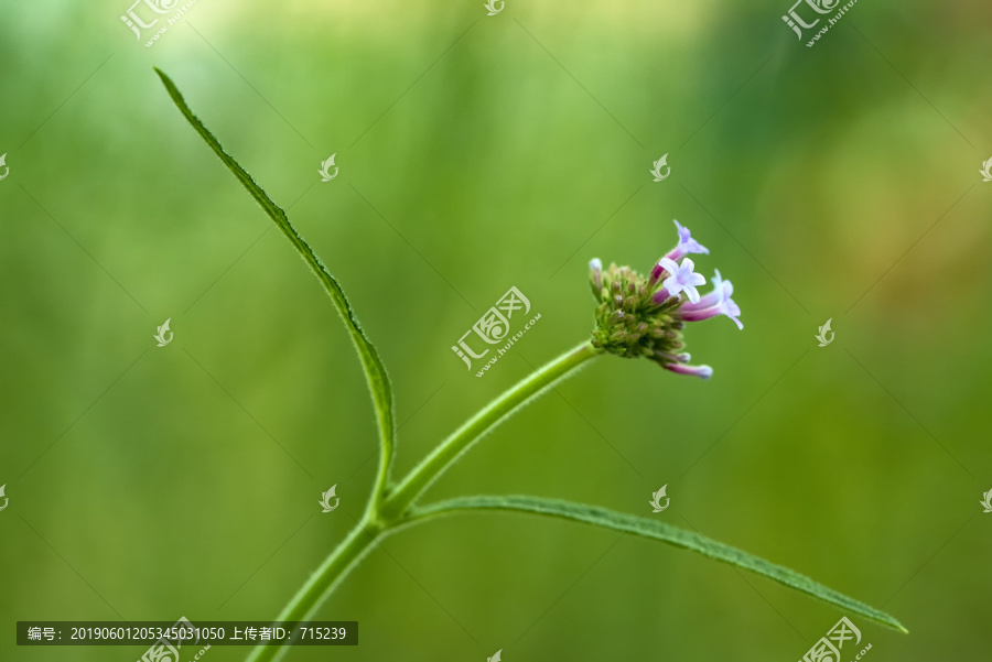 马鞭草