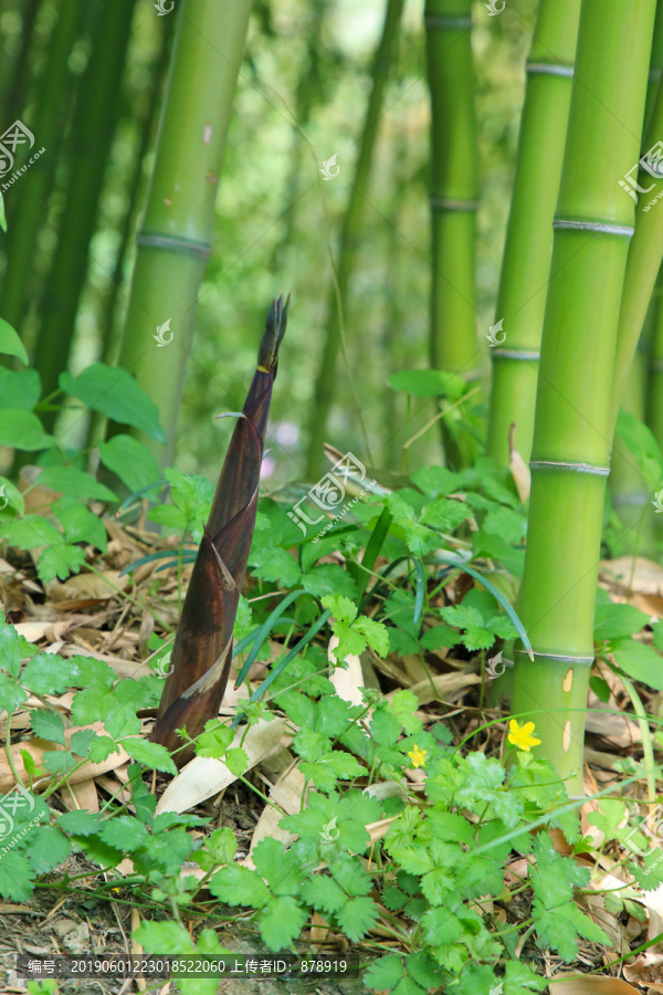 竹筍