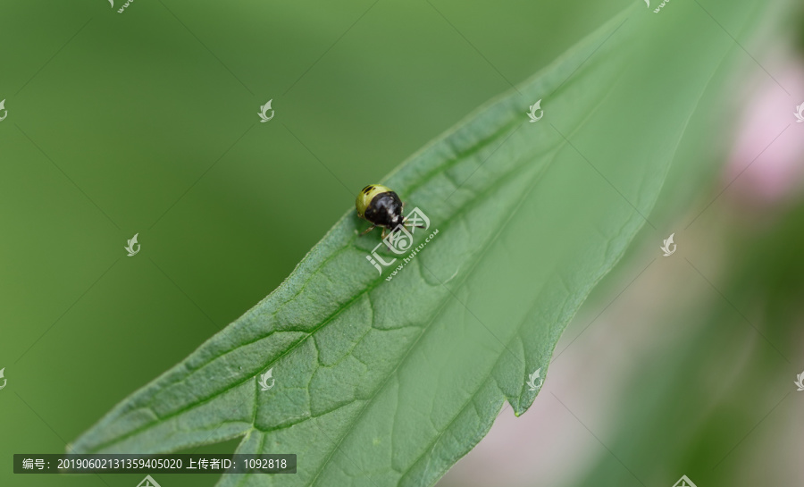 昆虫素材