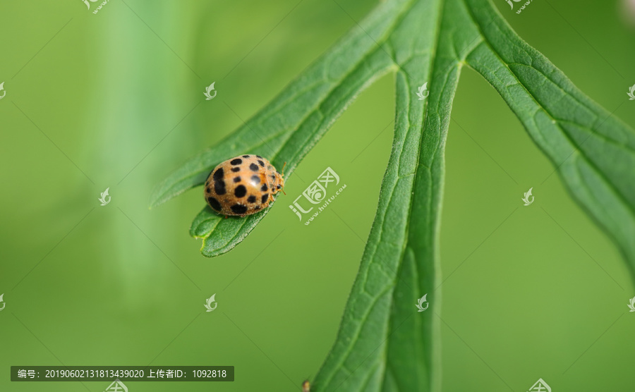 瓢虫高清素材