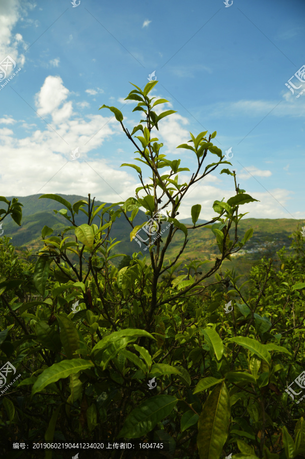 老茶树