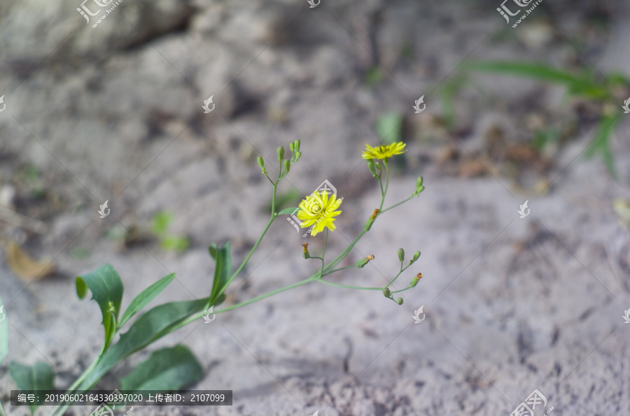 花草