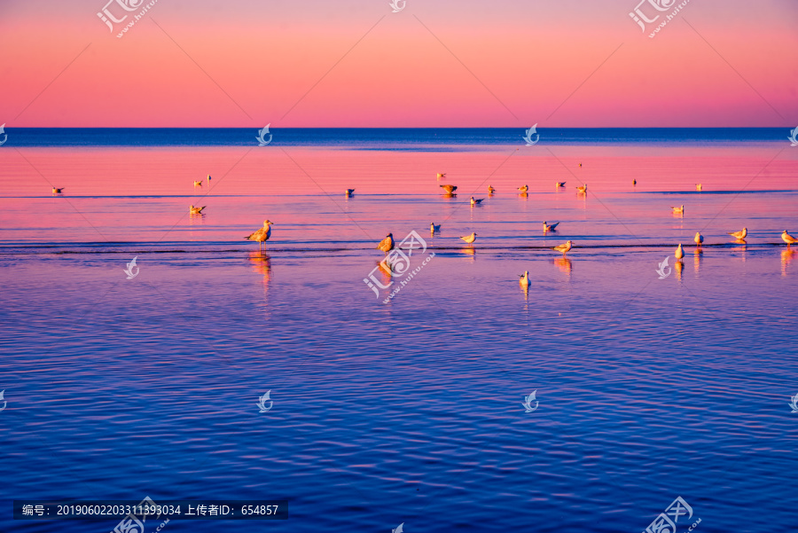 浅海海鸟