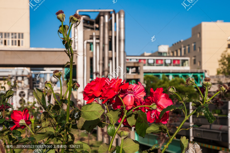 月季花