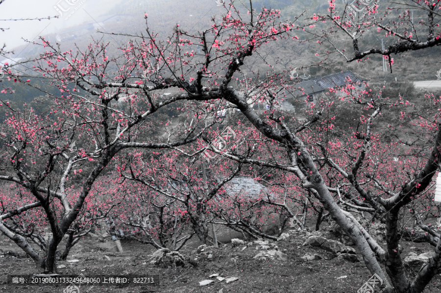 桃花古村