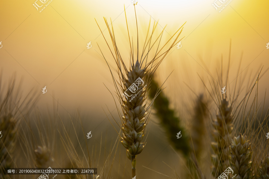 成熟的麦子