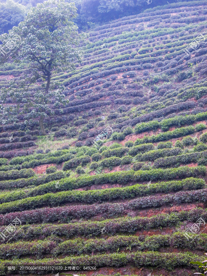 龙井茶山