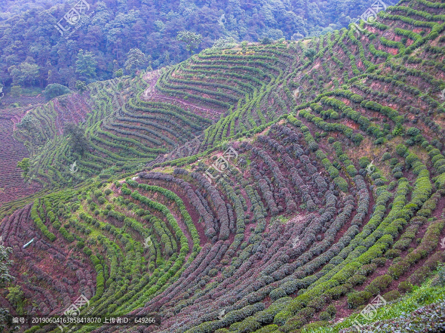 龙井茶山