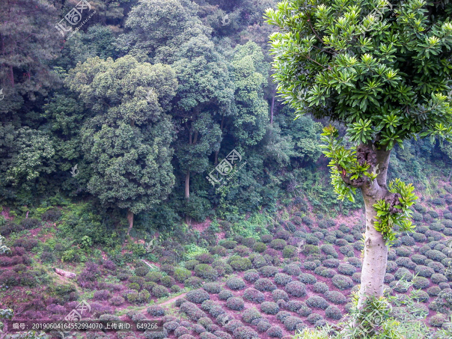 龙井茶山