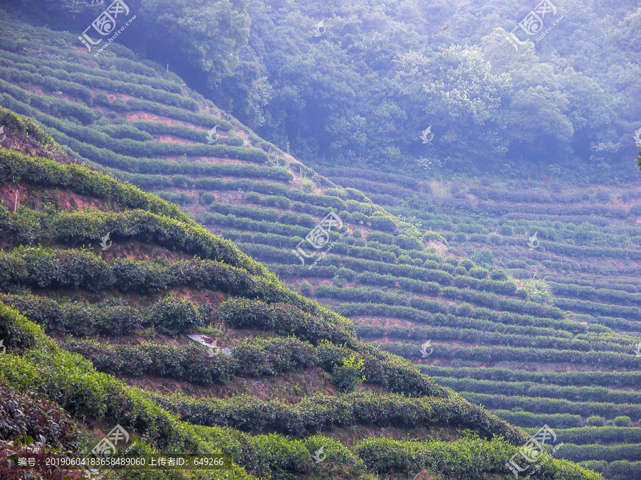 龙井茶山