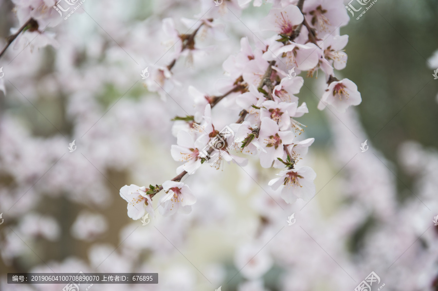 山林桃花朵朵开