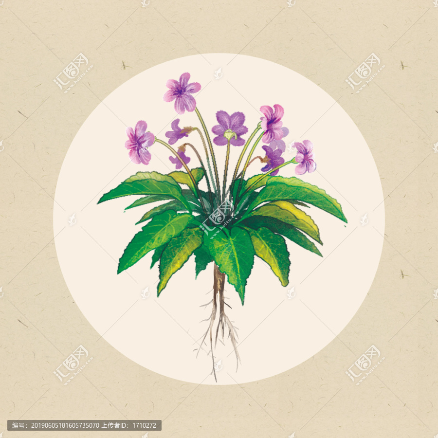 苦地丁植株