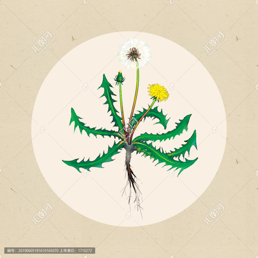 蒲公英植株