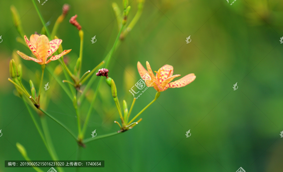 花卉