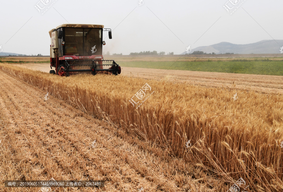 联合收割机收获小麦