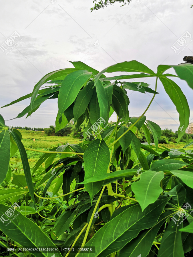 木薯叶