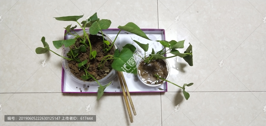 绿色植物