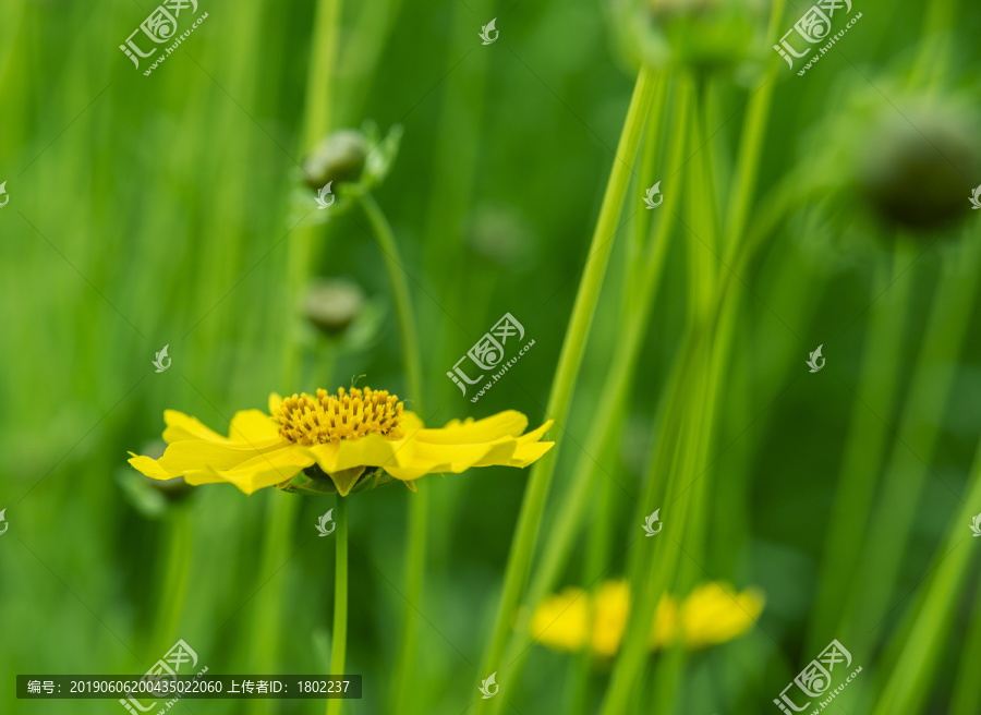 金鸡菊