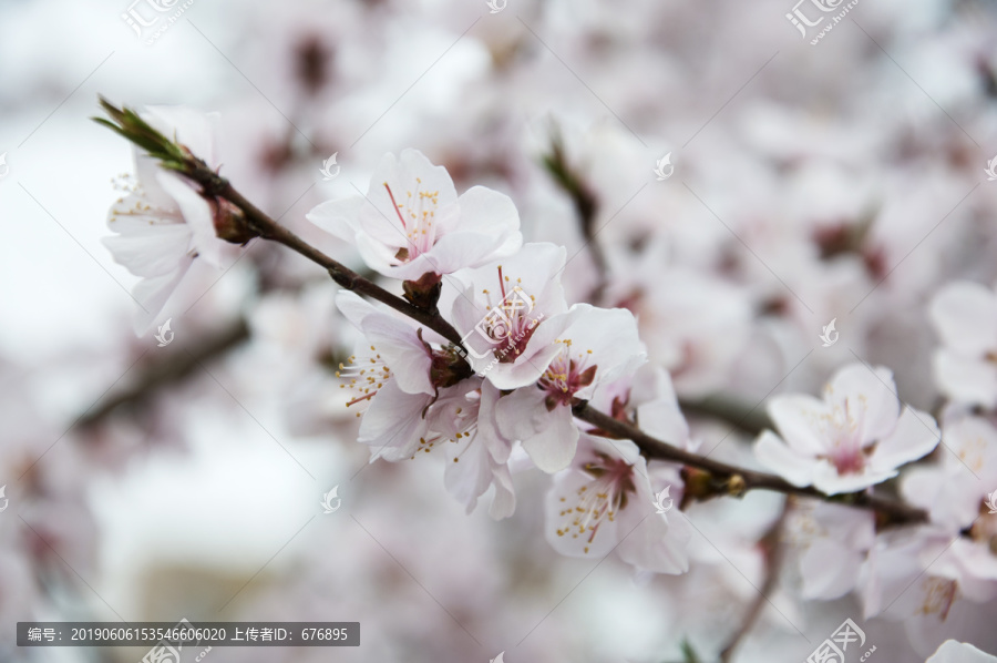 春天桃花满枝头