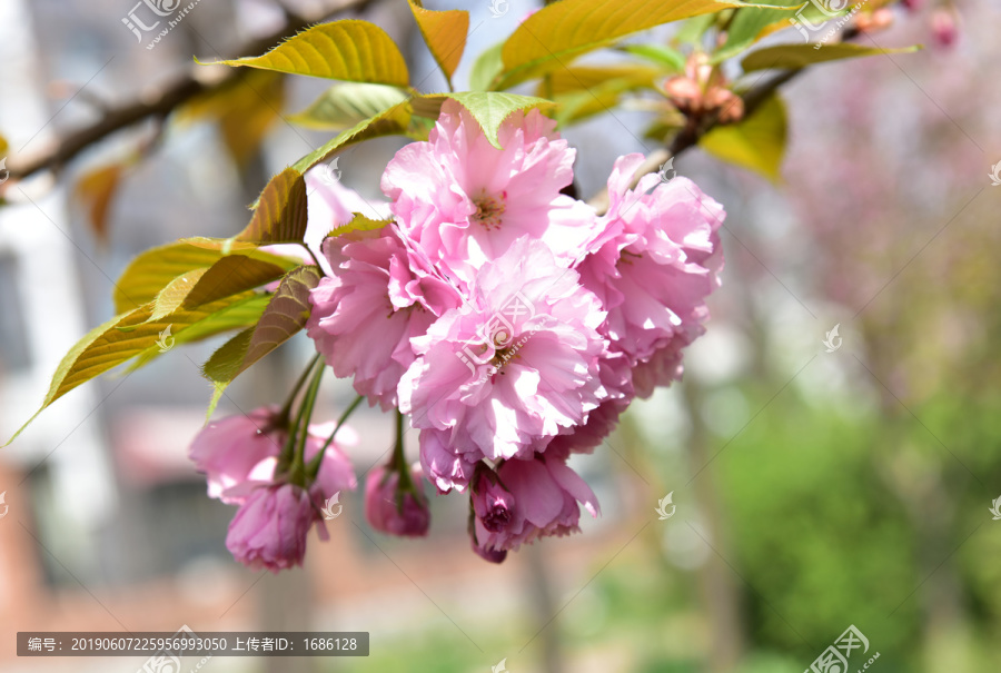 粉色樱花