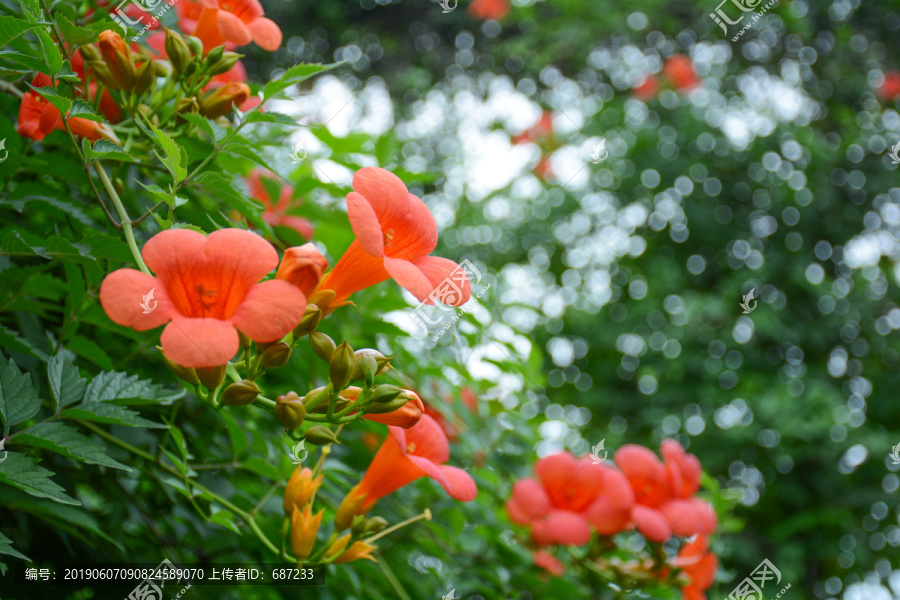 凌霄花