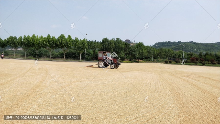 小麦晾晒场