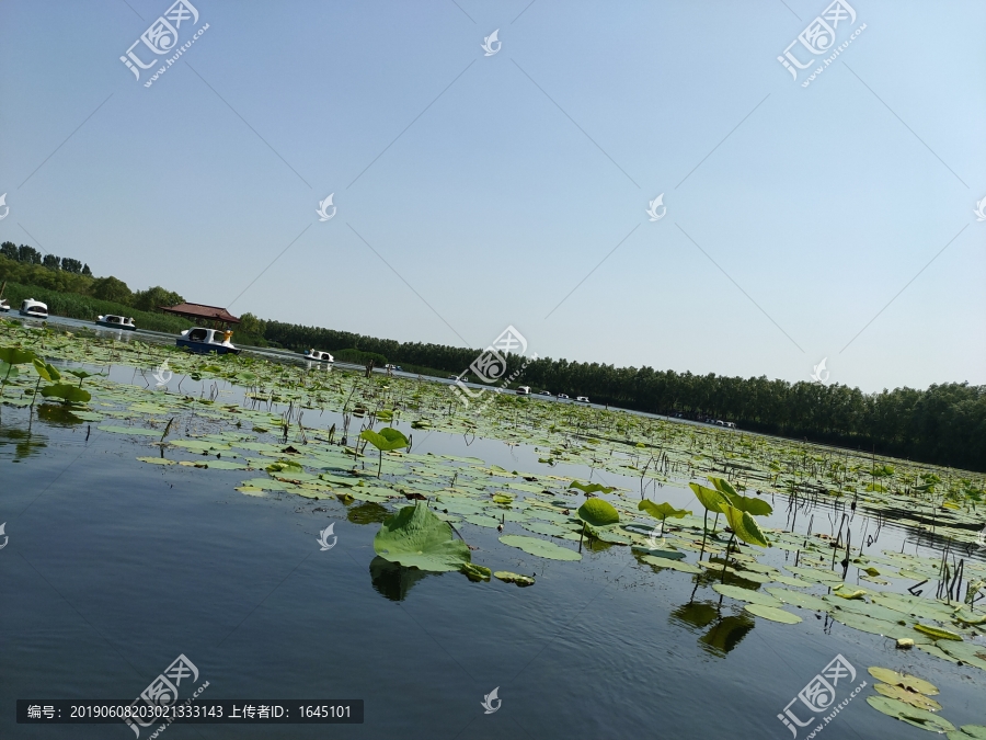 湖面荷花