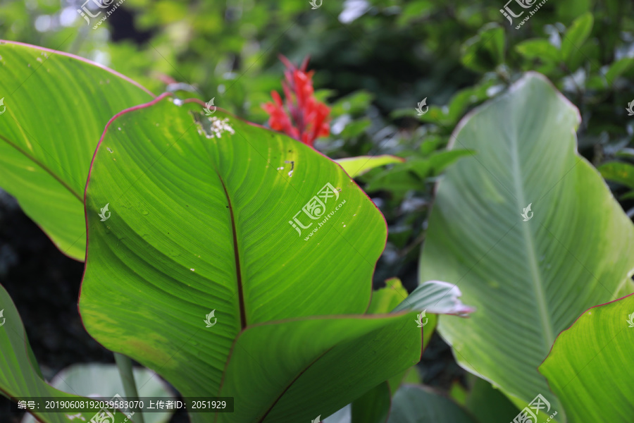 庭院开花的植物