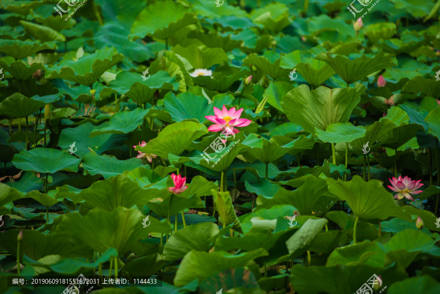 荷花