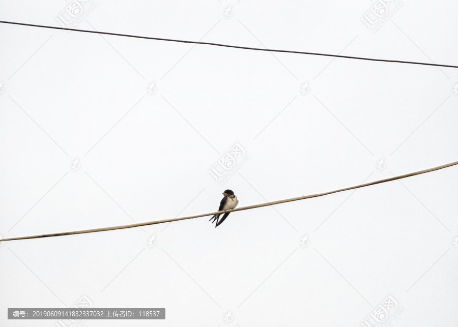电线上的燕子