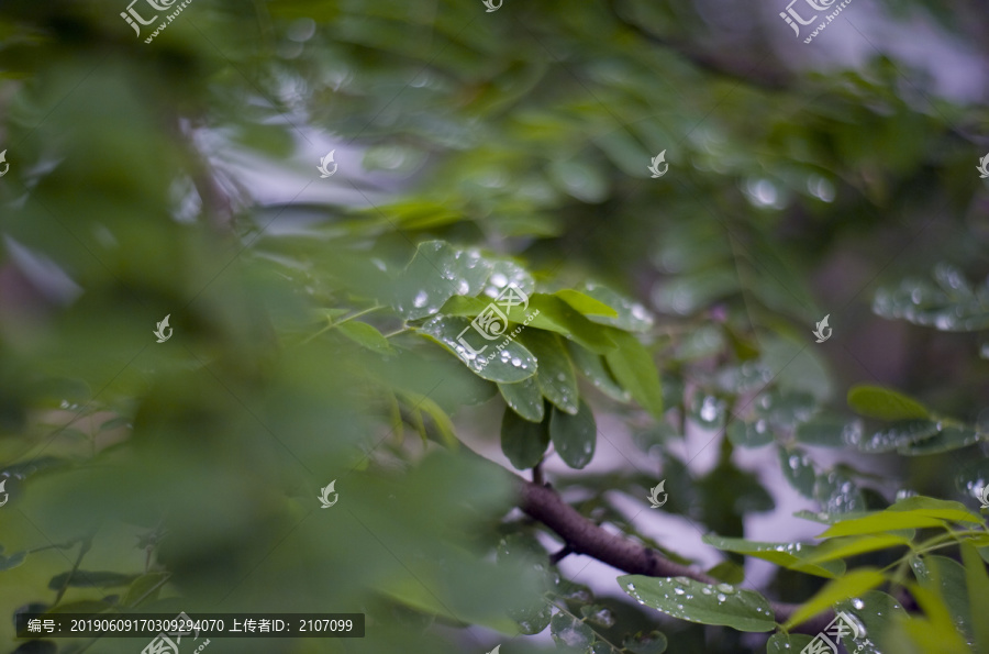 雨中的槐叶