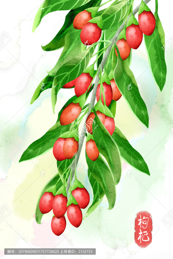 水彩風(fēng)格中草藥植物枸杞插畫(huà)