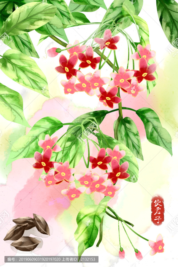 水彩風(fēng)格中草藥使君子插畫