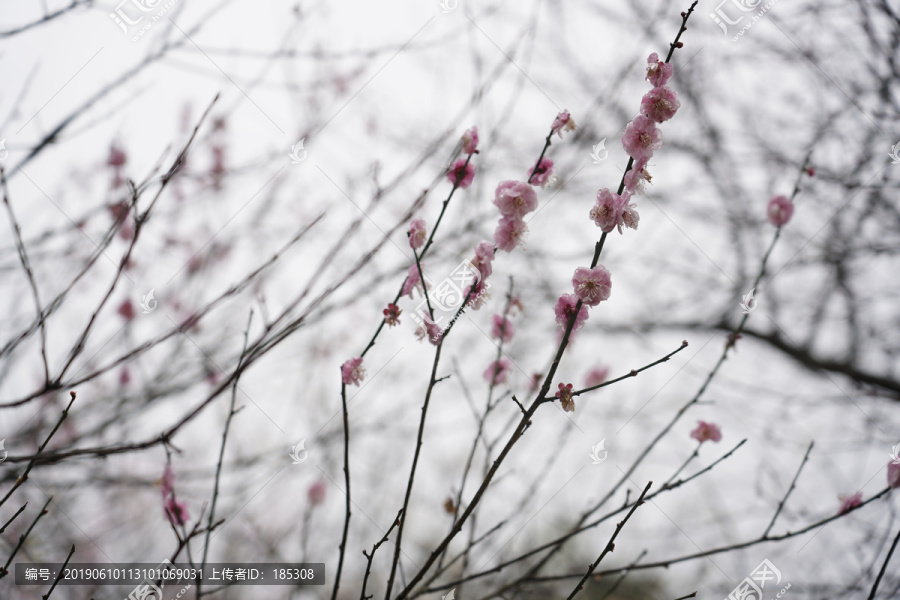 梅花