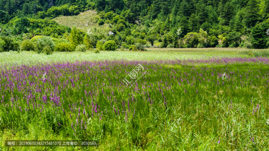 草原