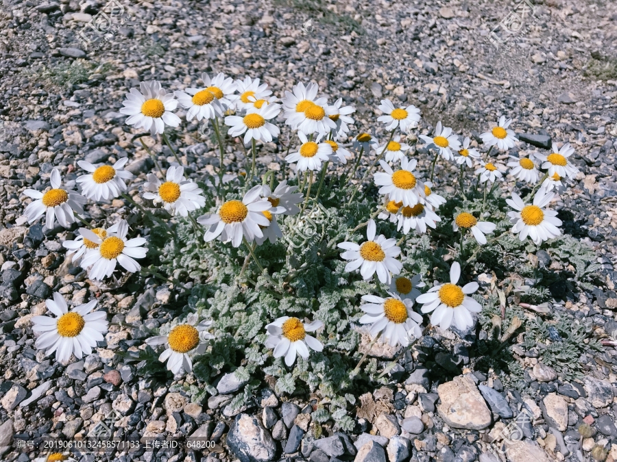 小山菊