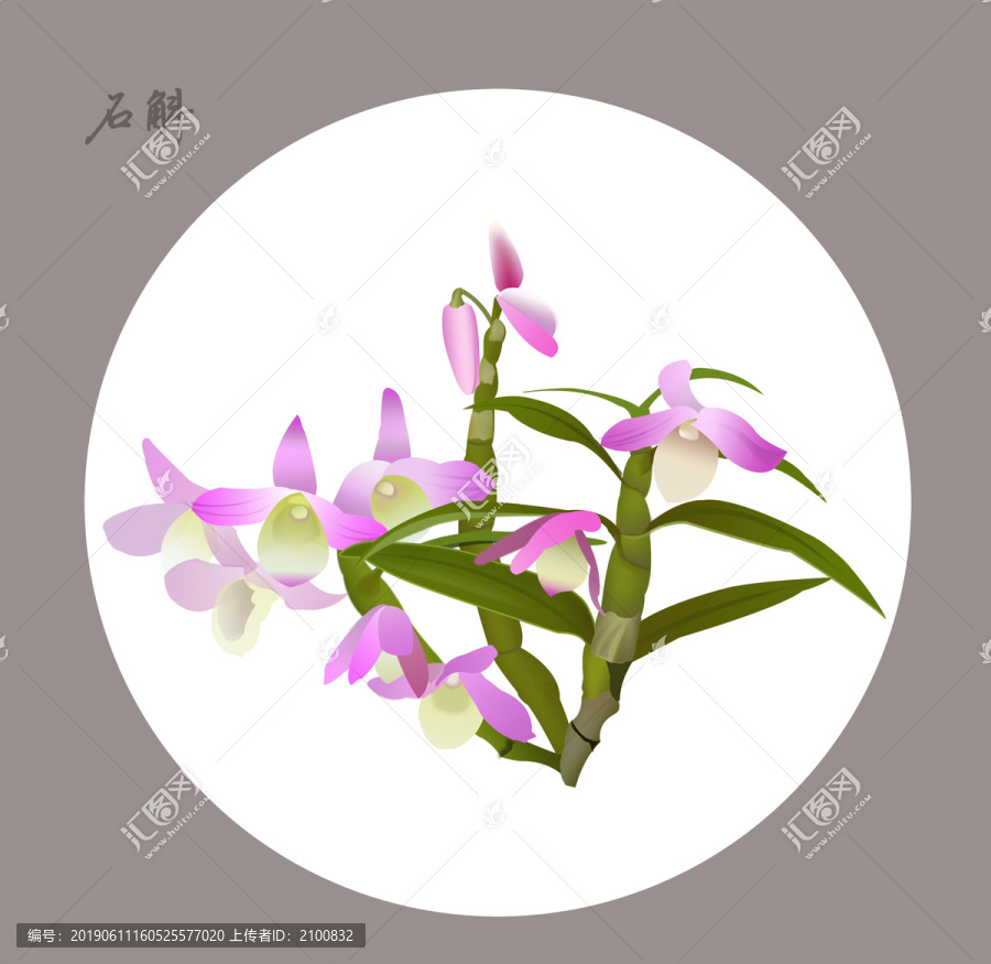 石斛粉色