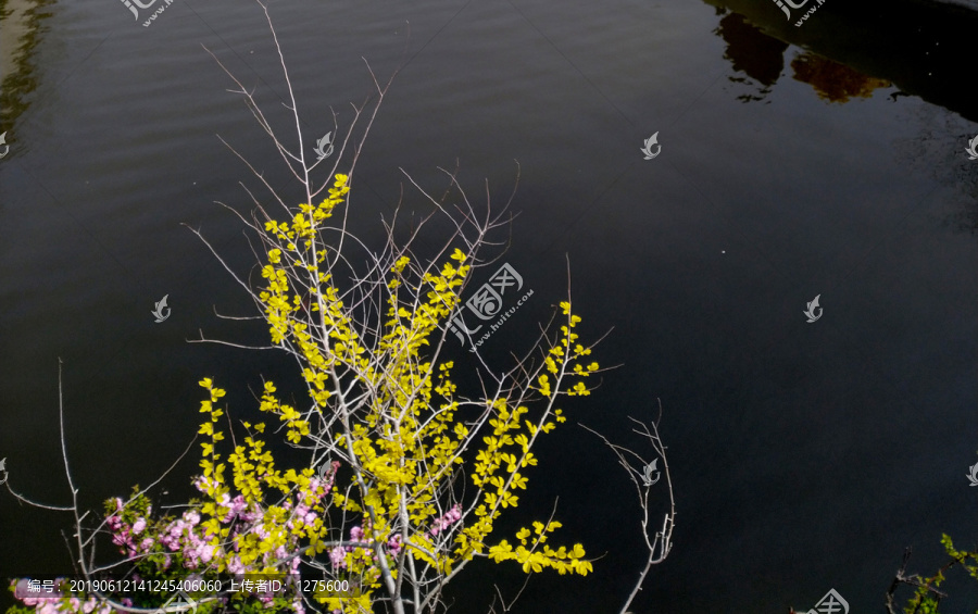 迎春花