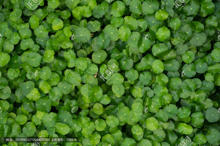 仿真植物墙绿叶墙素材