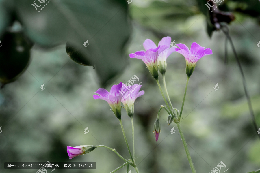 酢浆草花