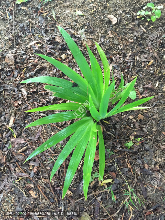 绿色植物