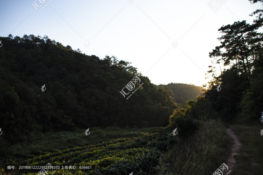 茶山