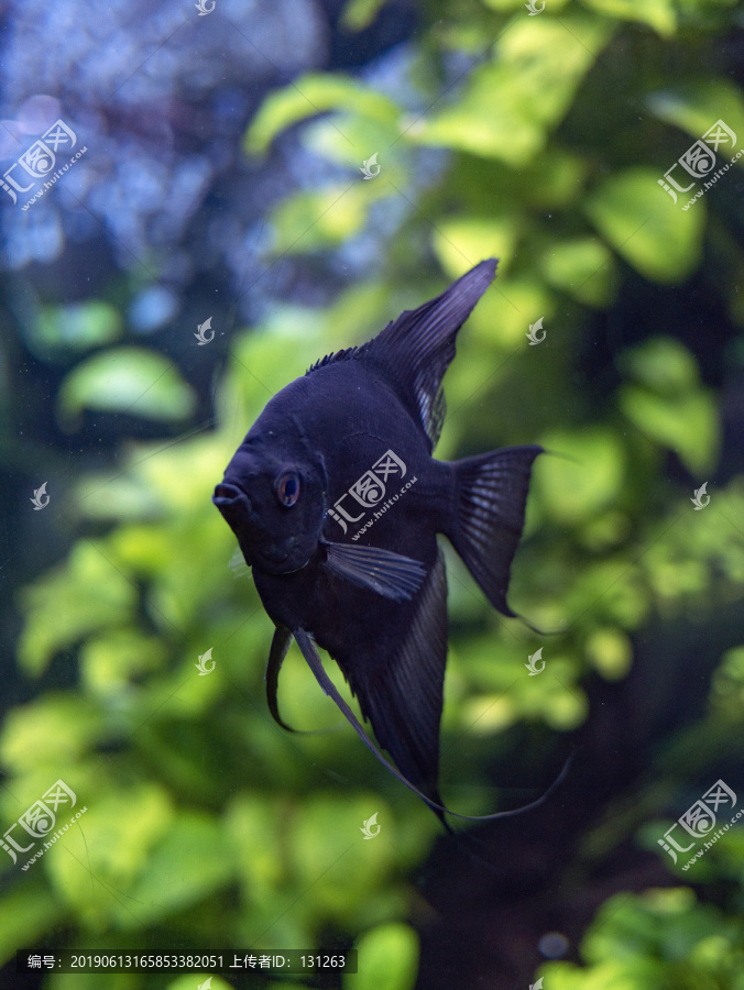 黑神仙鱼