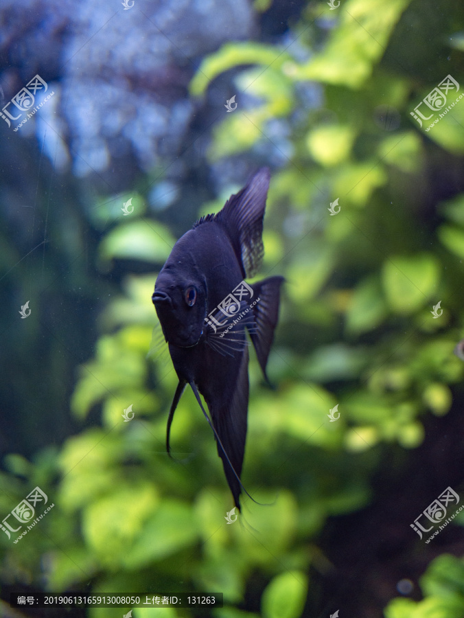 黑神仙鱼