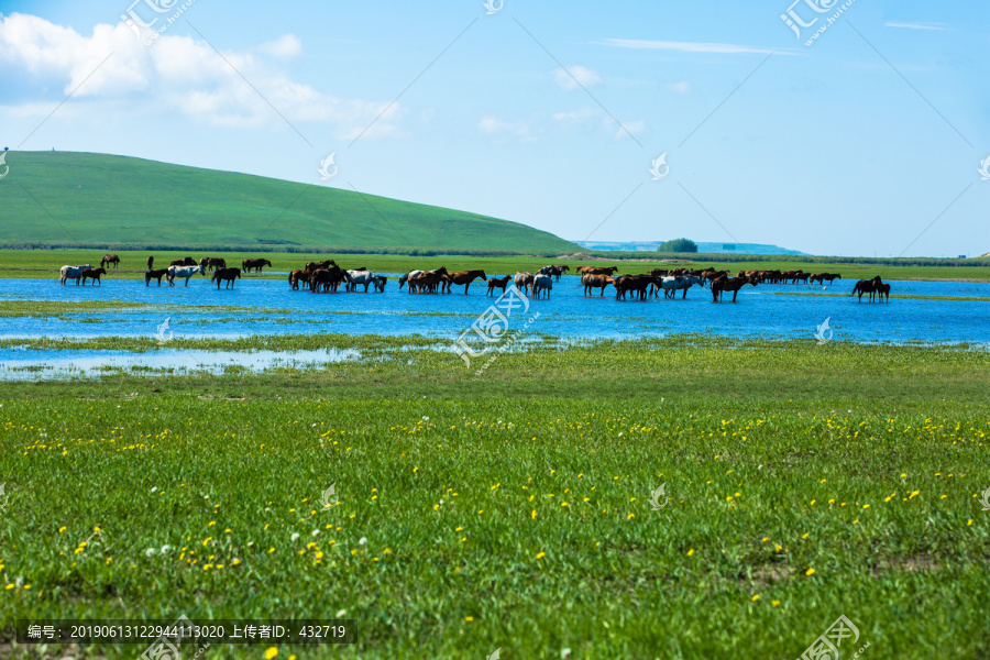 夏季草原湿地马群