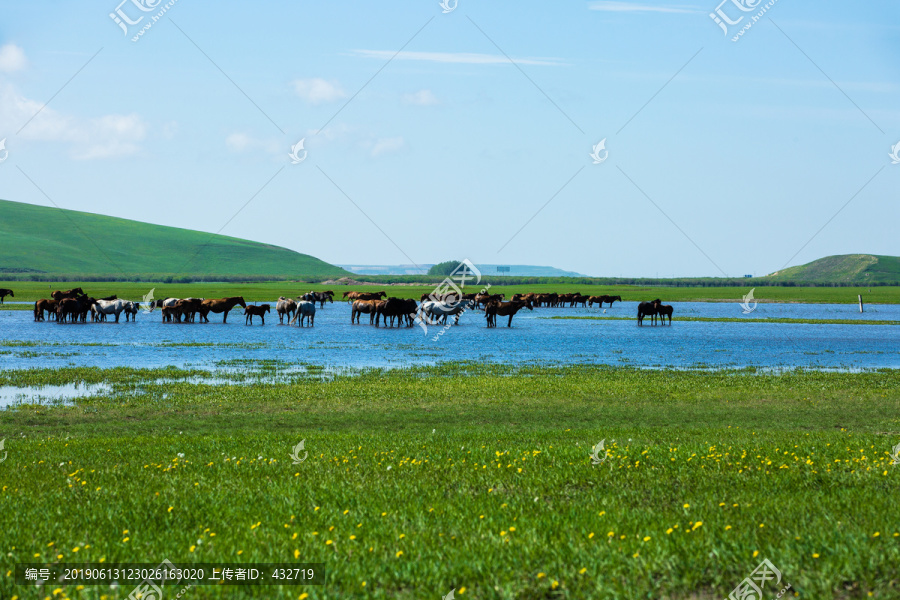 草原夏季马群湿地野花