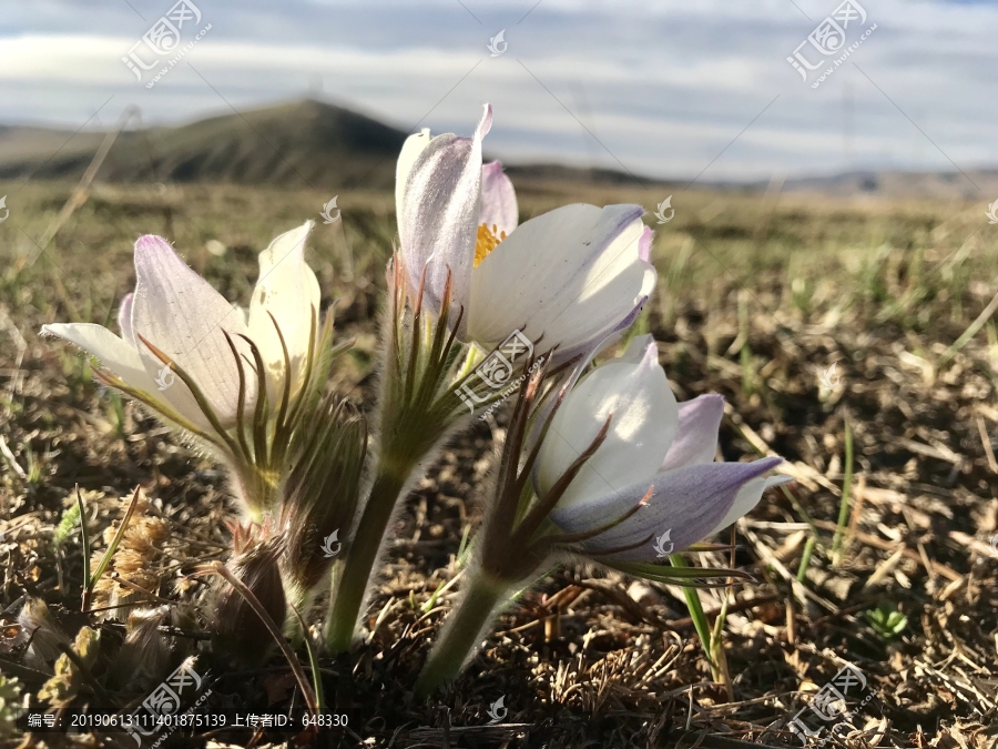 耗子花