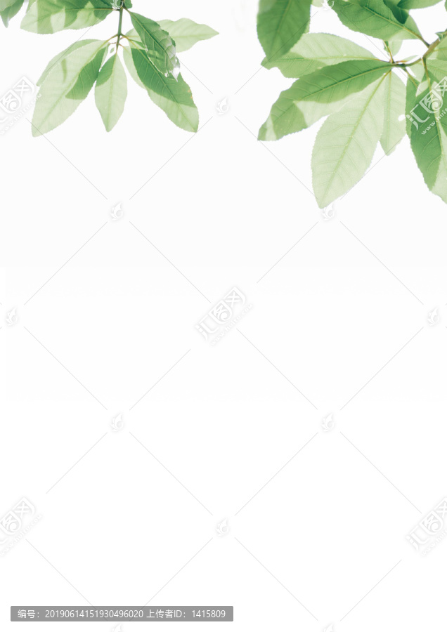 小清新綠葉信紙