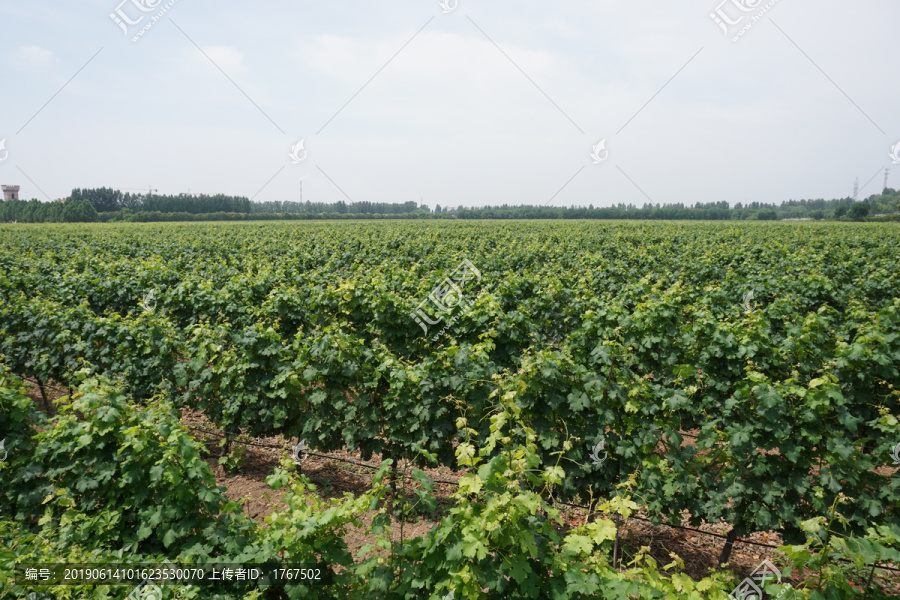葡萄种植基地